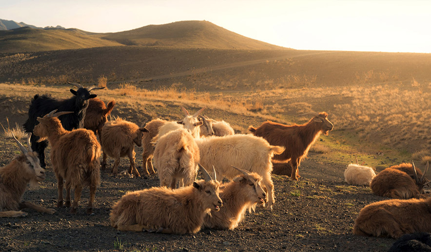 all_ArticleCarousel_Banner03_IlSogno_Restyle_flc