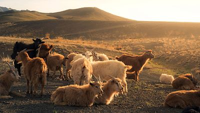 all_ArticleCarousel_Banner03_IlSogno_Restyle_flc all_ArticleCarousel_Banner03_IlSogno_Restyle_flc